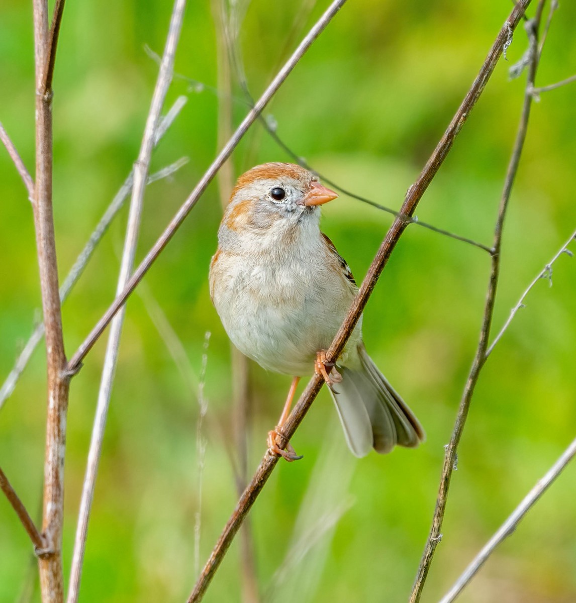 Field Sparrow - ML618003860