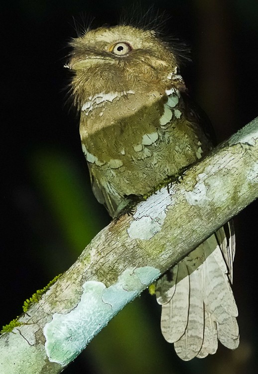 Philippine Frogmouth - ML618003866