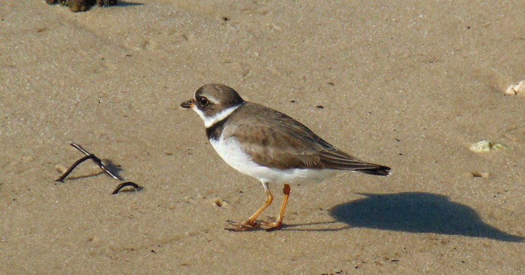 Semipalmated Plover - J.D. Flores