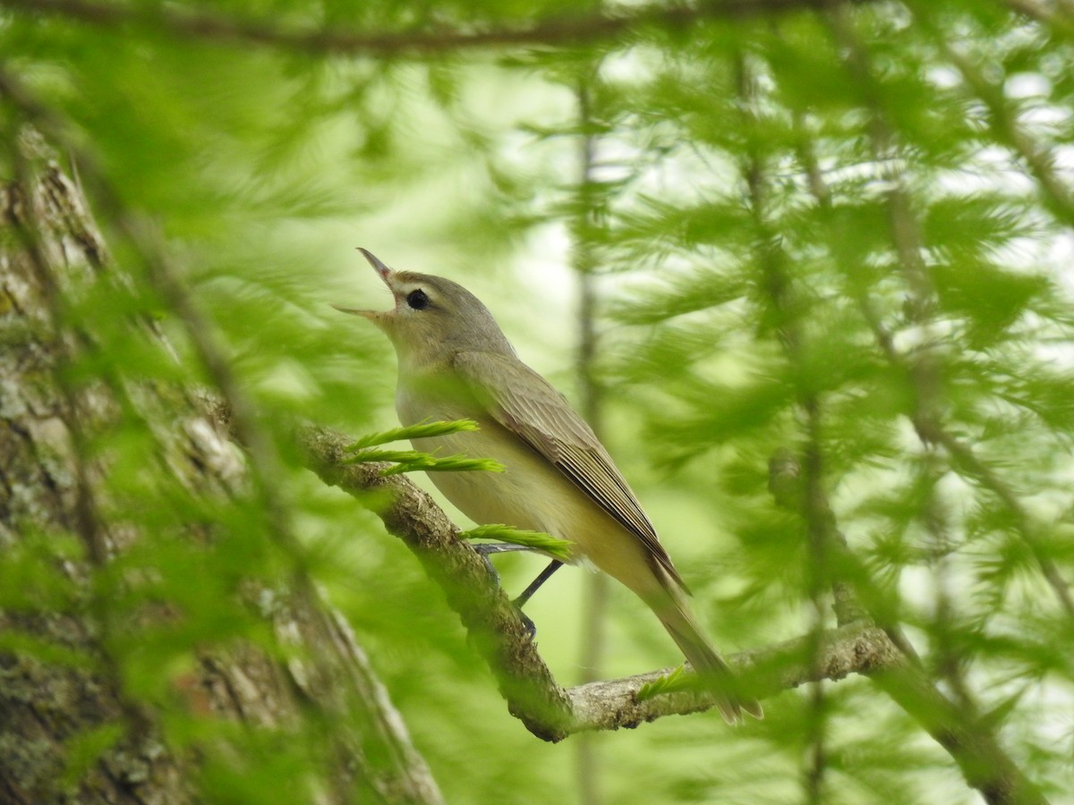 Warbling Vireo - James Bolte