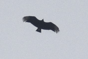 Black Vulture - ML618003931