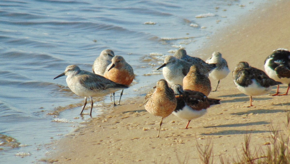 Red Knot - ML618003932