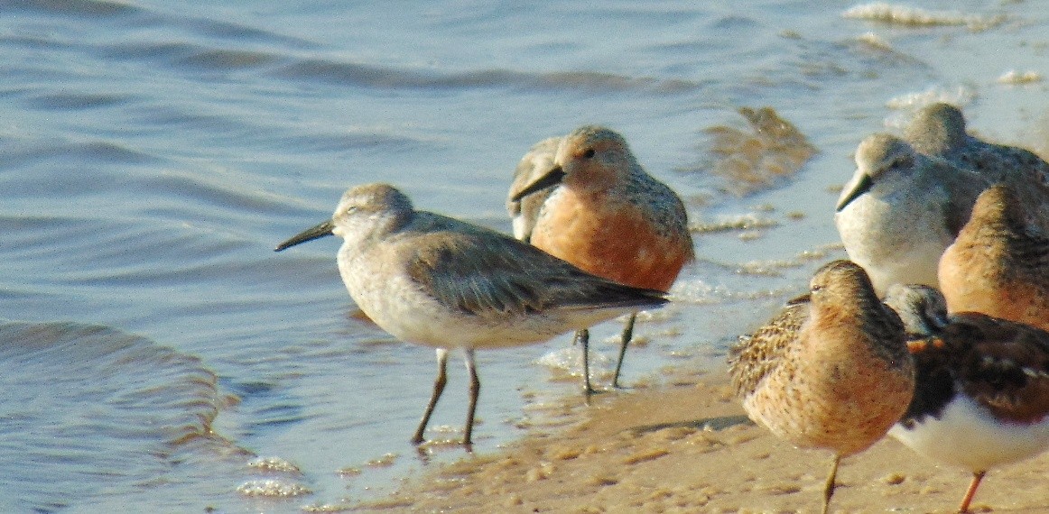 Red Knot - ML618003933