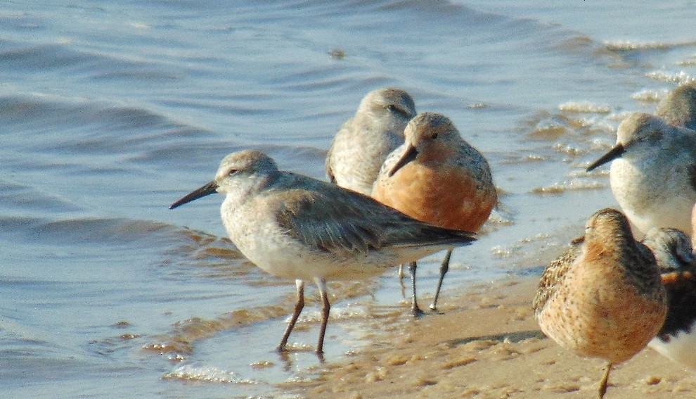 Red Knot - ML618003934