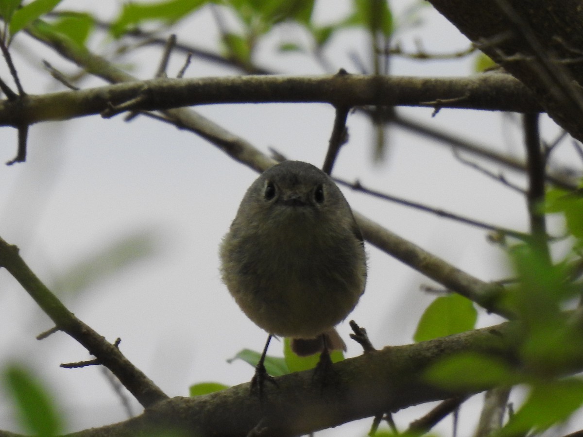 Ruby-crowned Kinglet - James Bolte