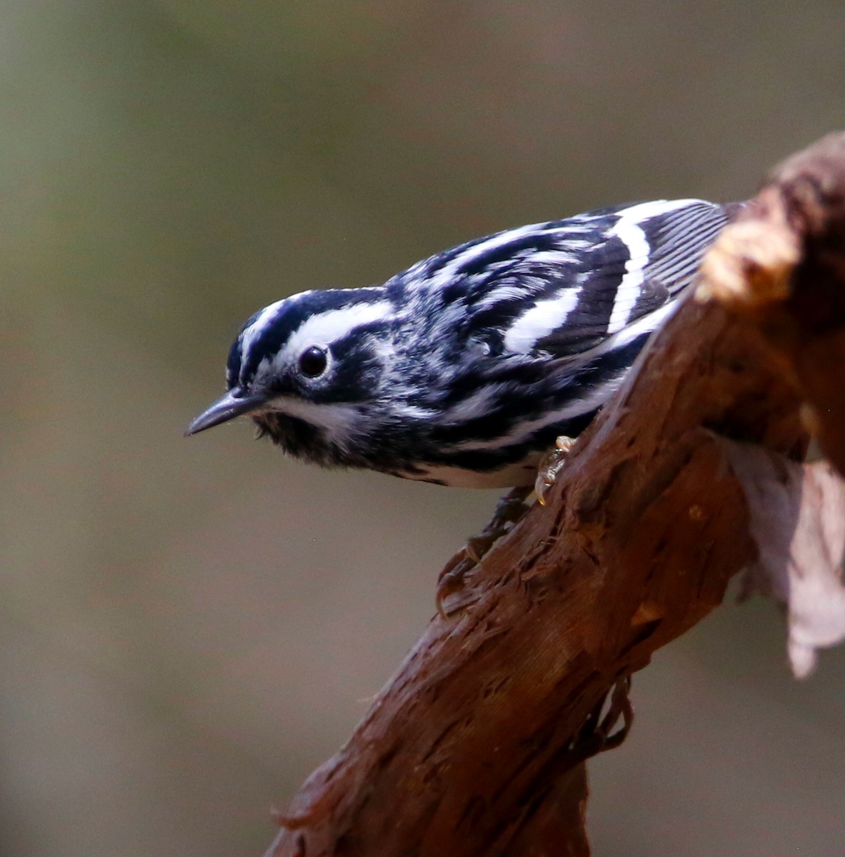 Black-and-white Warbler - ML618003942