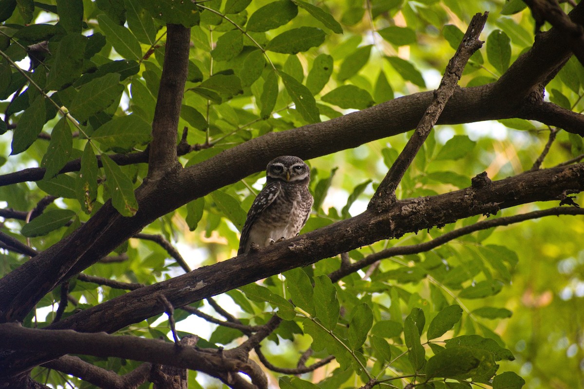 Spotted Owlet - Utsav Biswas