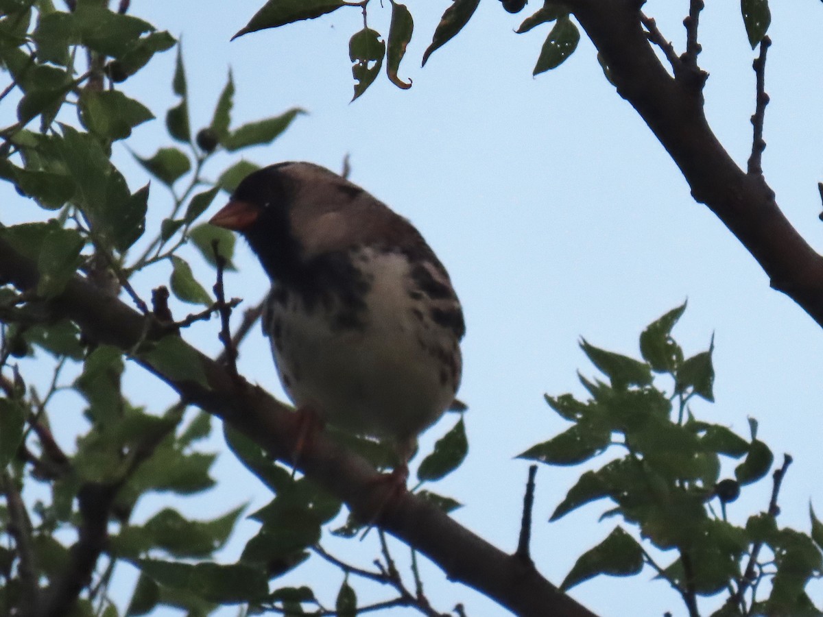 Harris's Sparrow - ML618003972