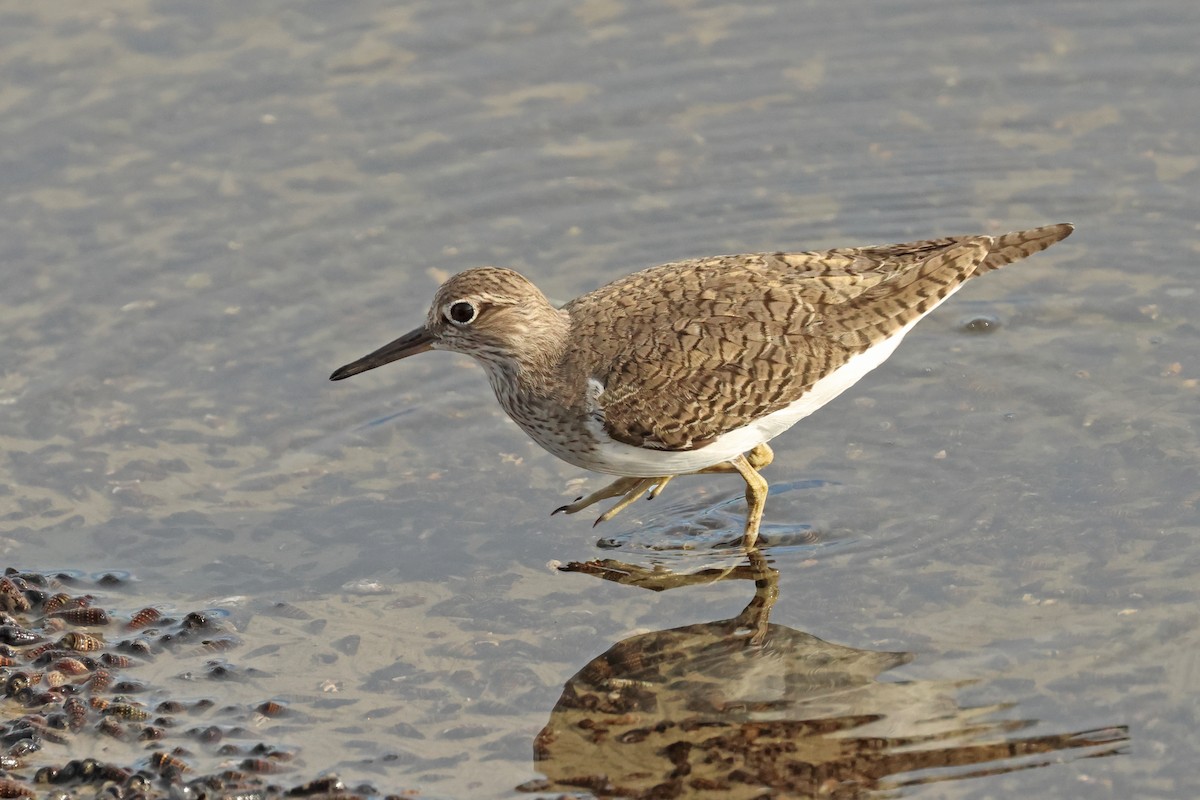 Common Sandpiper - Dave Bakewell