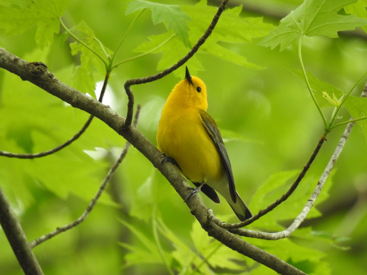 Prothonotary Warbler - James Bolte
