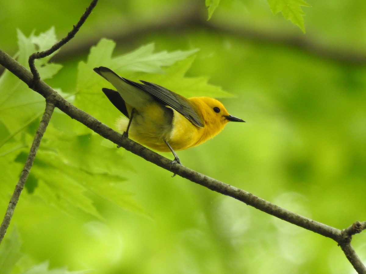 Prothonotary Warbler - James Bolte