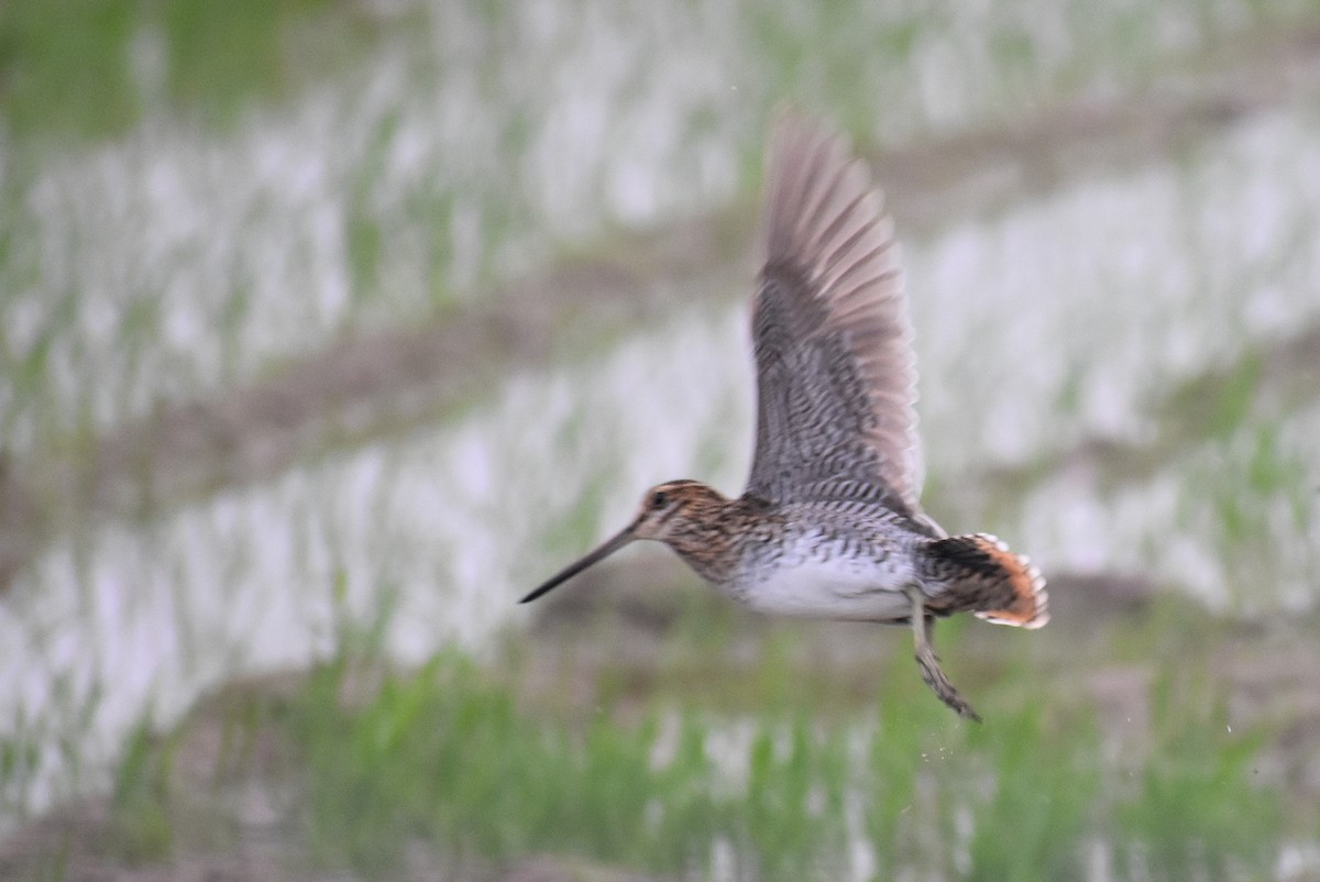 Wilson's Snipe - Claire H