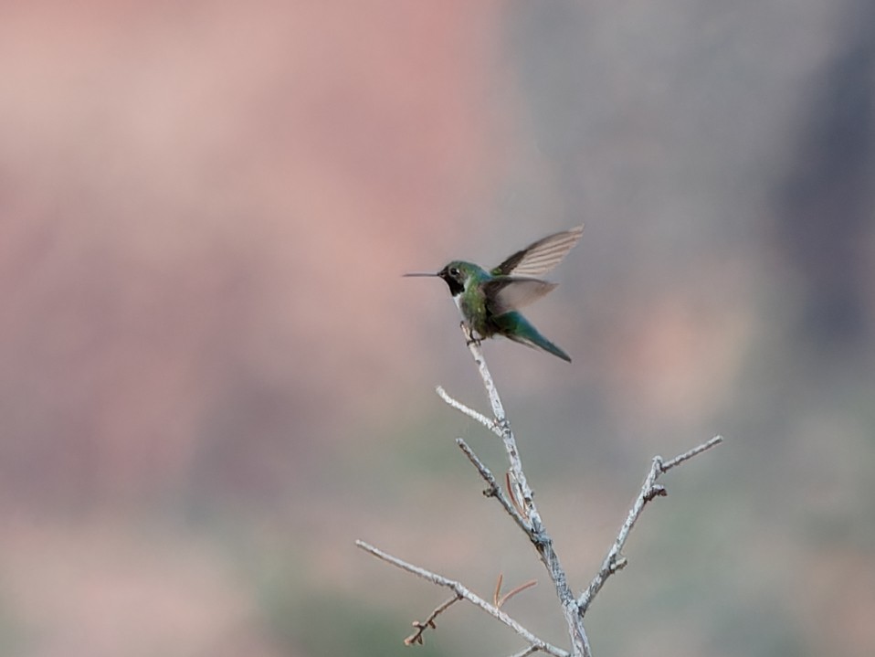 Broad-tailed Hummingbird - Matthew Swoveland