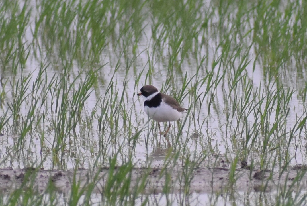 Semipalmated Plover - ML618004020