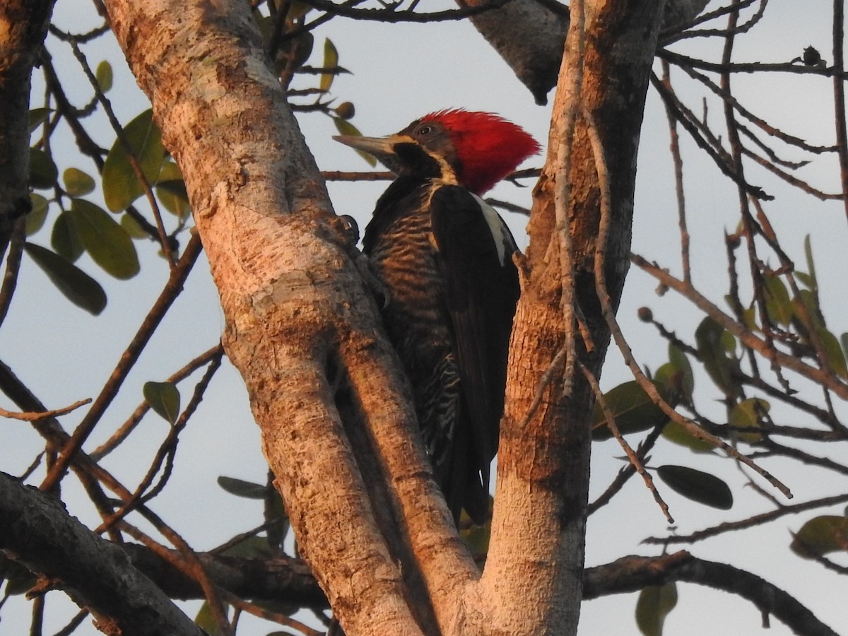 Lineated Woodpecker - C Z
