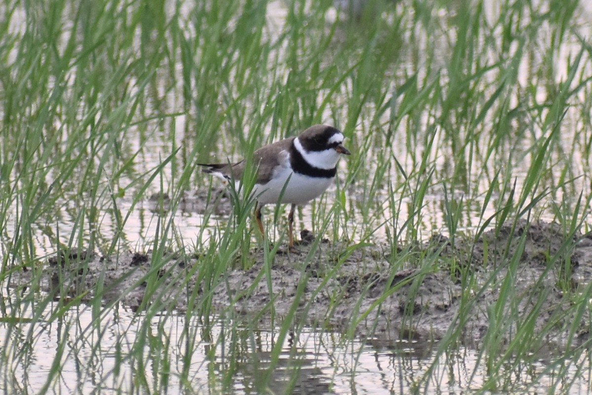 Semipalmated Plover - ML618004050