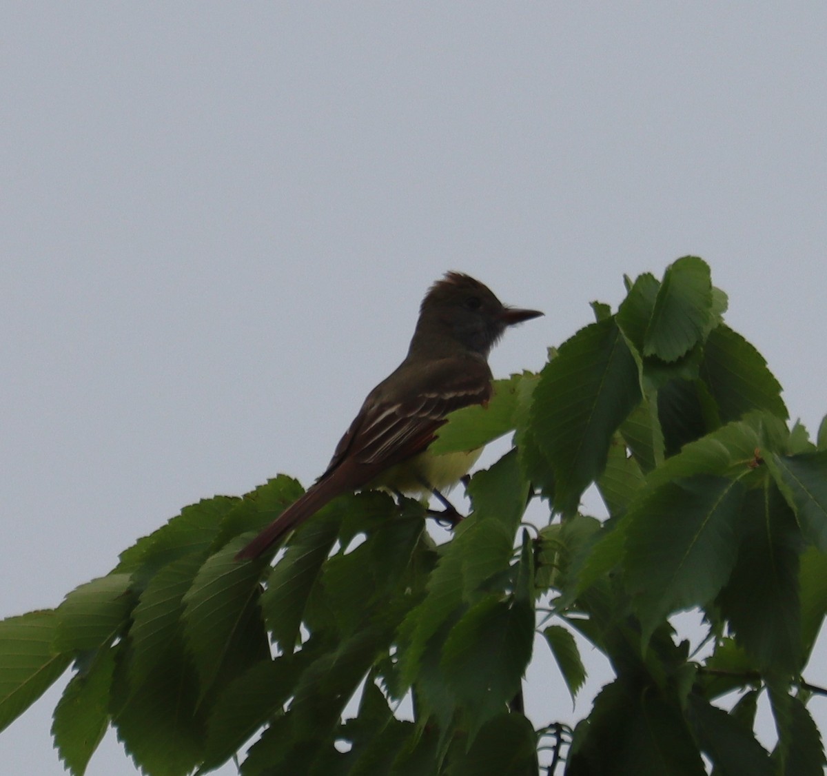 Great Crested Flycatcher - ML618004057