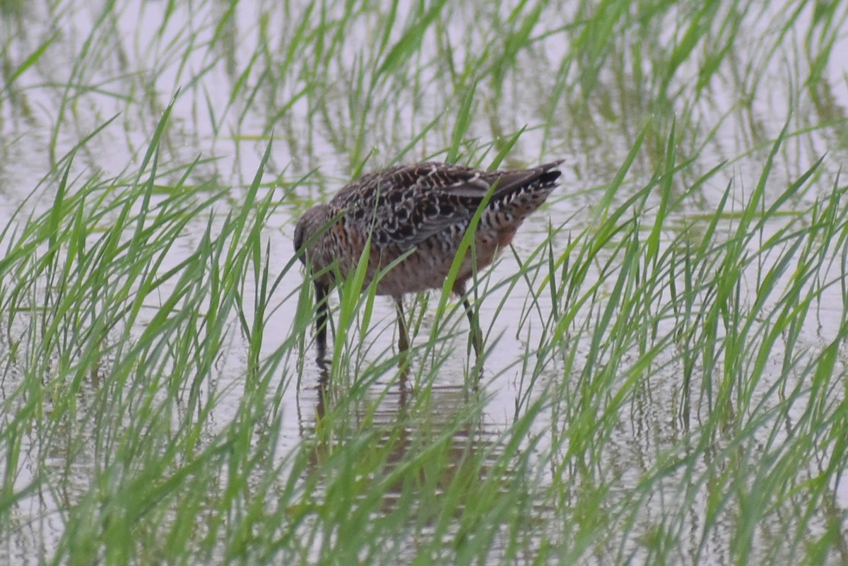 Long-billed Dowitcher - Claire H