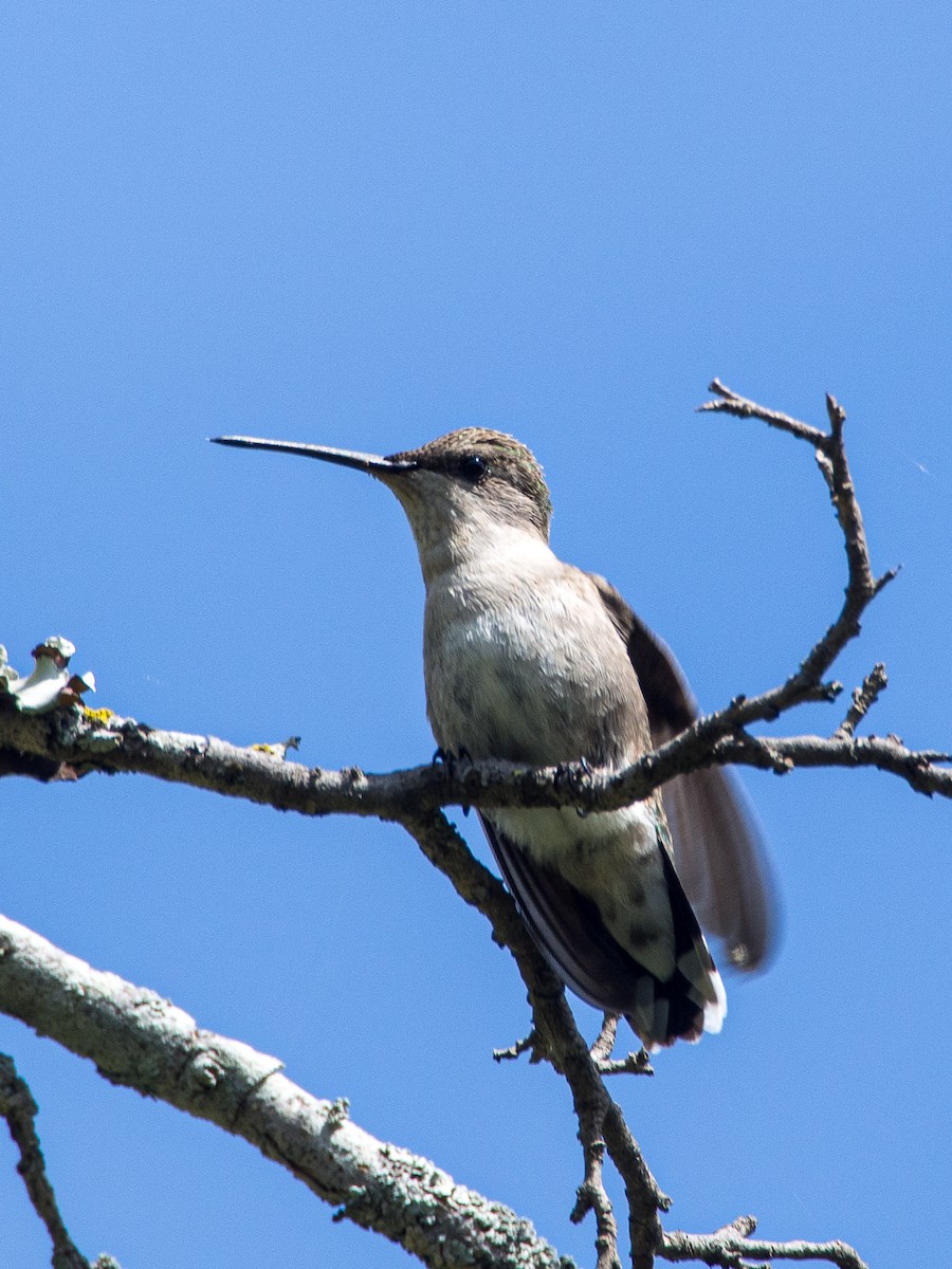 Black-chinned Hummingbird - Darrell Lawson