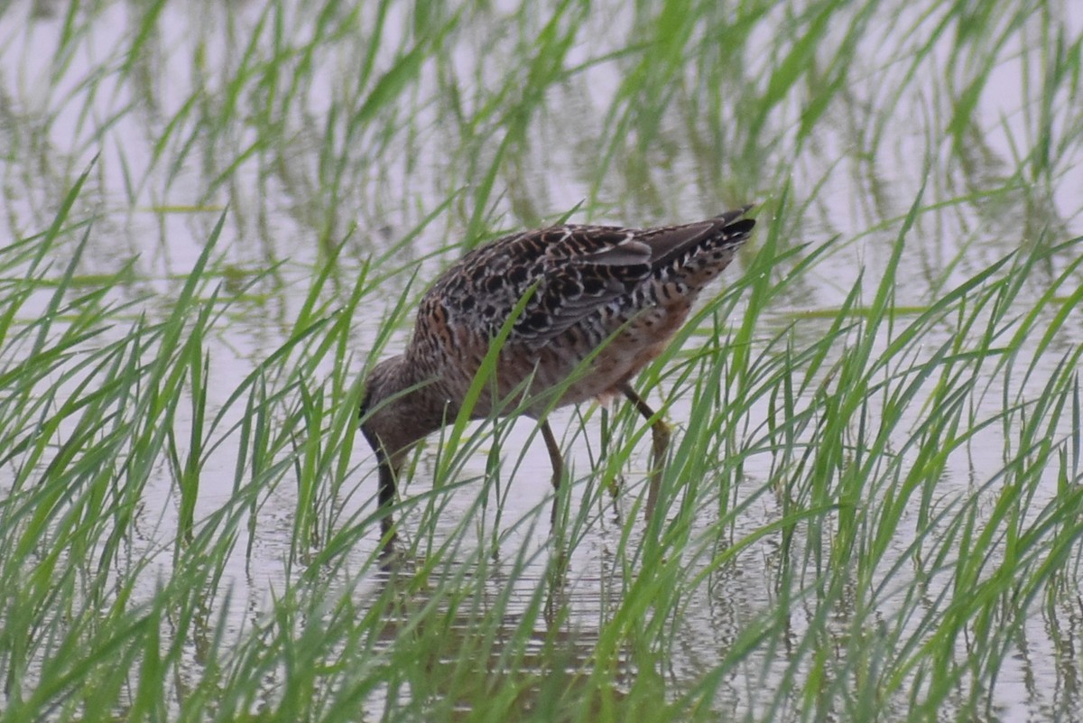 Long-billed Dowitcher - ML618004064