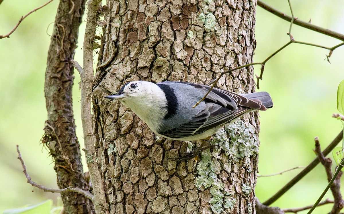 White-breasted Nuthatch - ML618004079