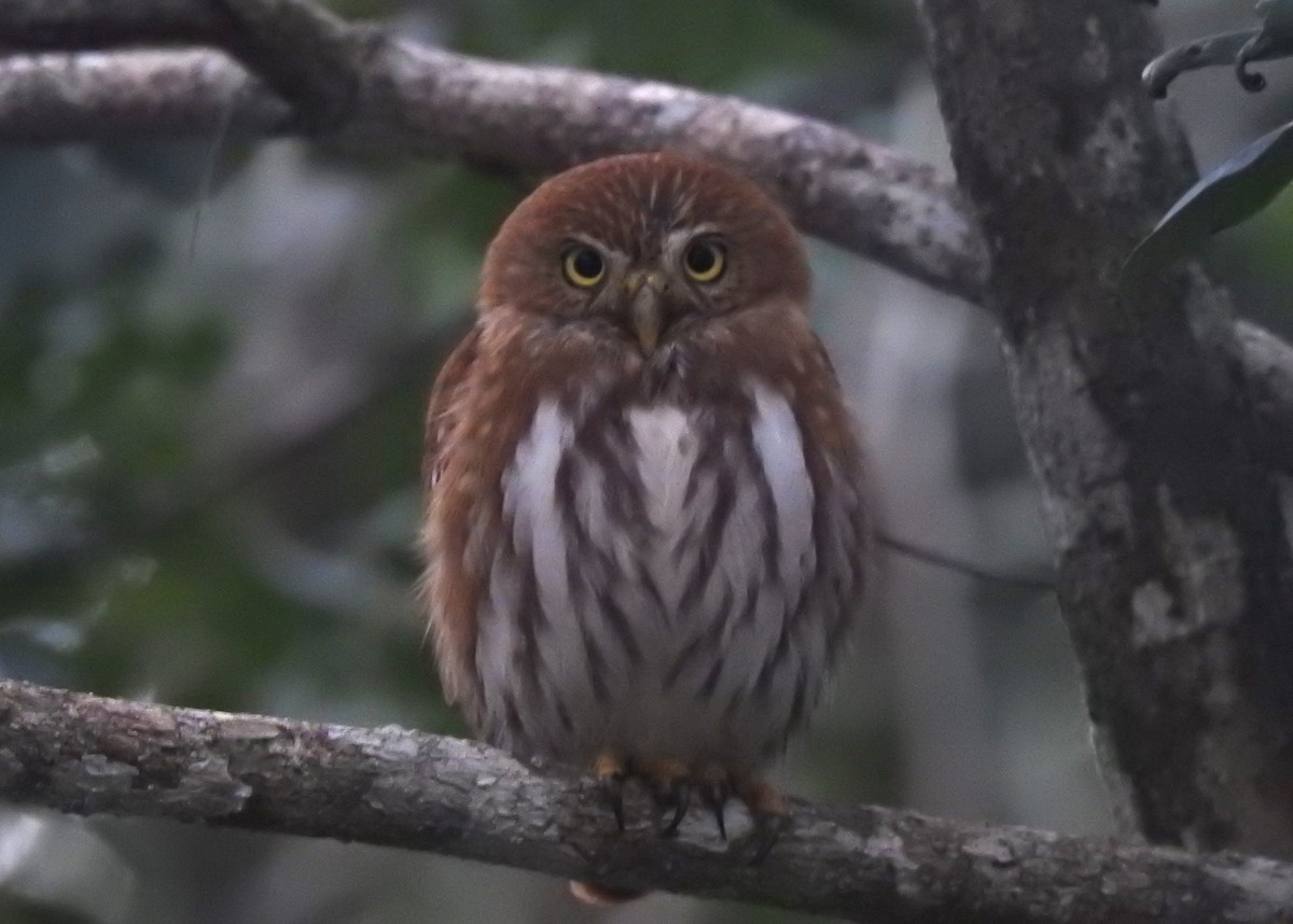 Ferruginous Pygmy-Owl - ML618004088