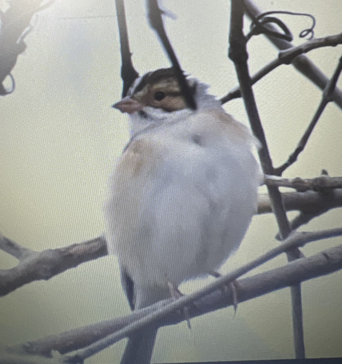 Clay-colored Sparrow - April hosick