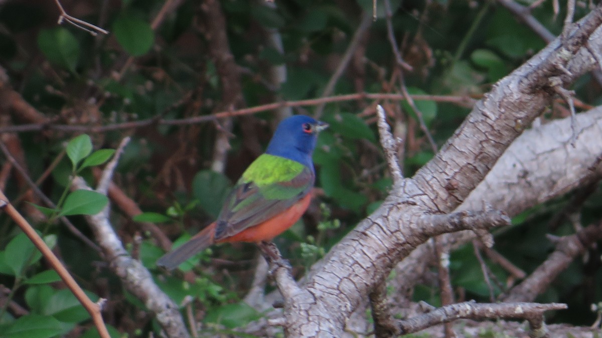 Painted Bunting - James P.