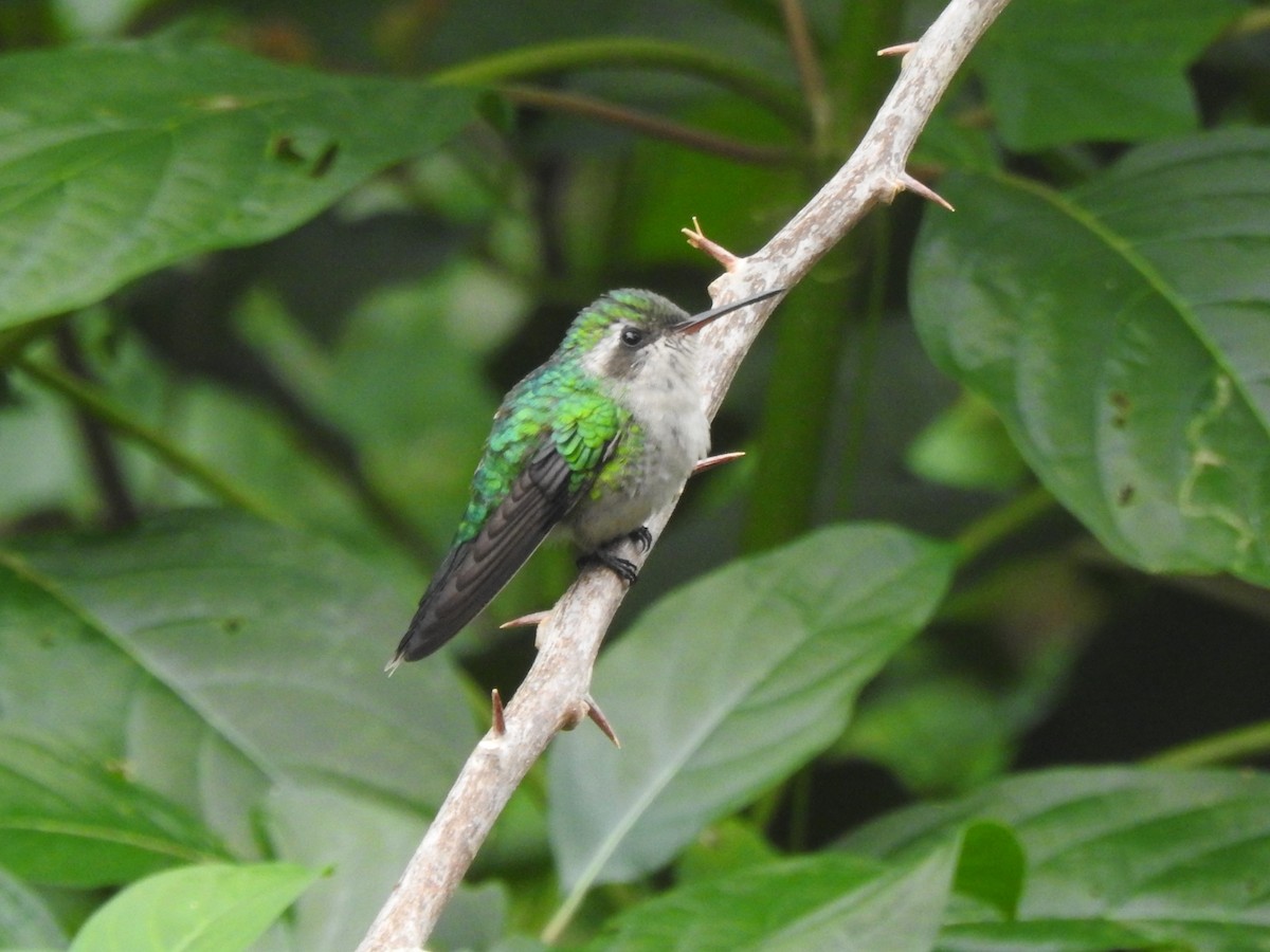 kolibřík cozumelský - ML618004129