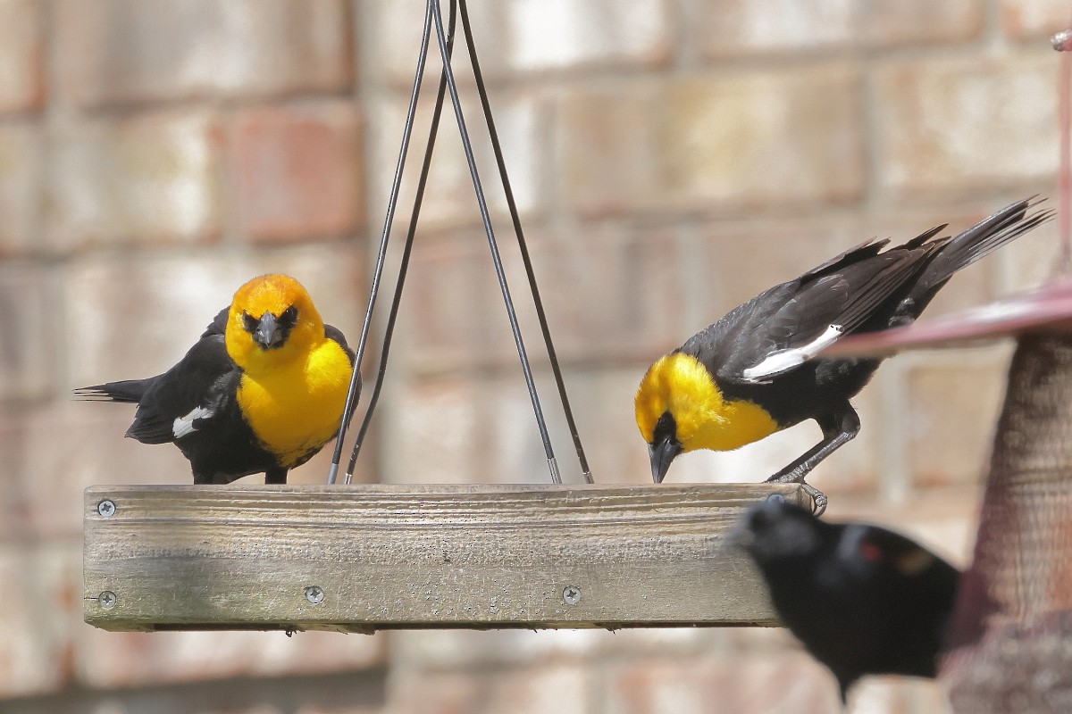 Yellow-headed Blackbird - Allen Woodliffe