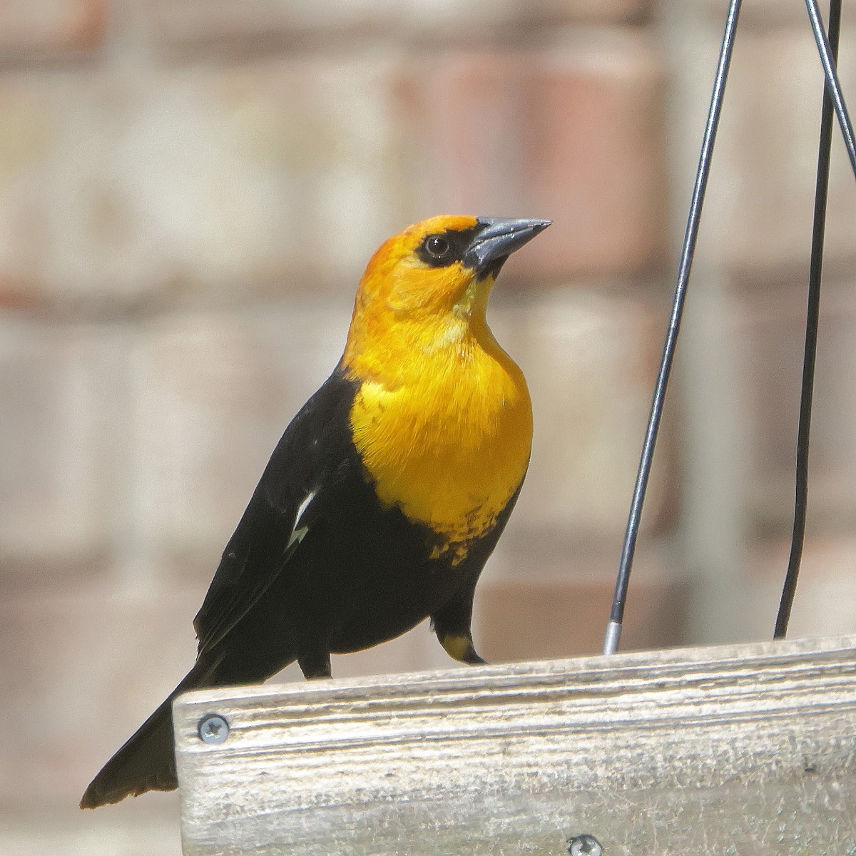 Yellow-headed Blackbird - ML618004135