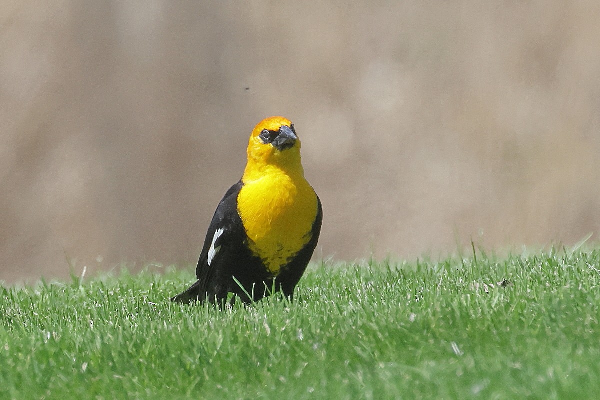 Yellow-headed Blackbird - ML618004136