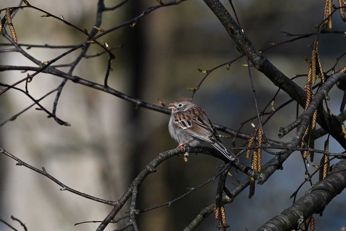 Field Sparrow - Brian Henderson