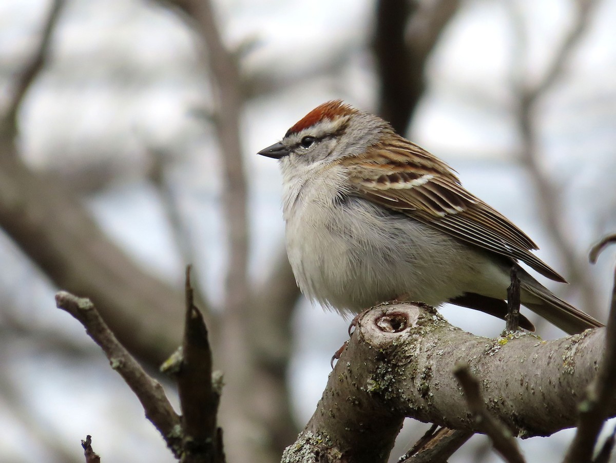 Chipping Sparrow - ML618004160
