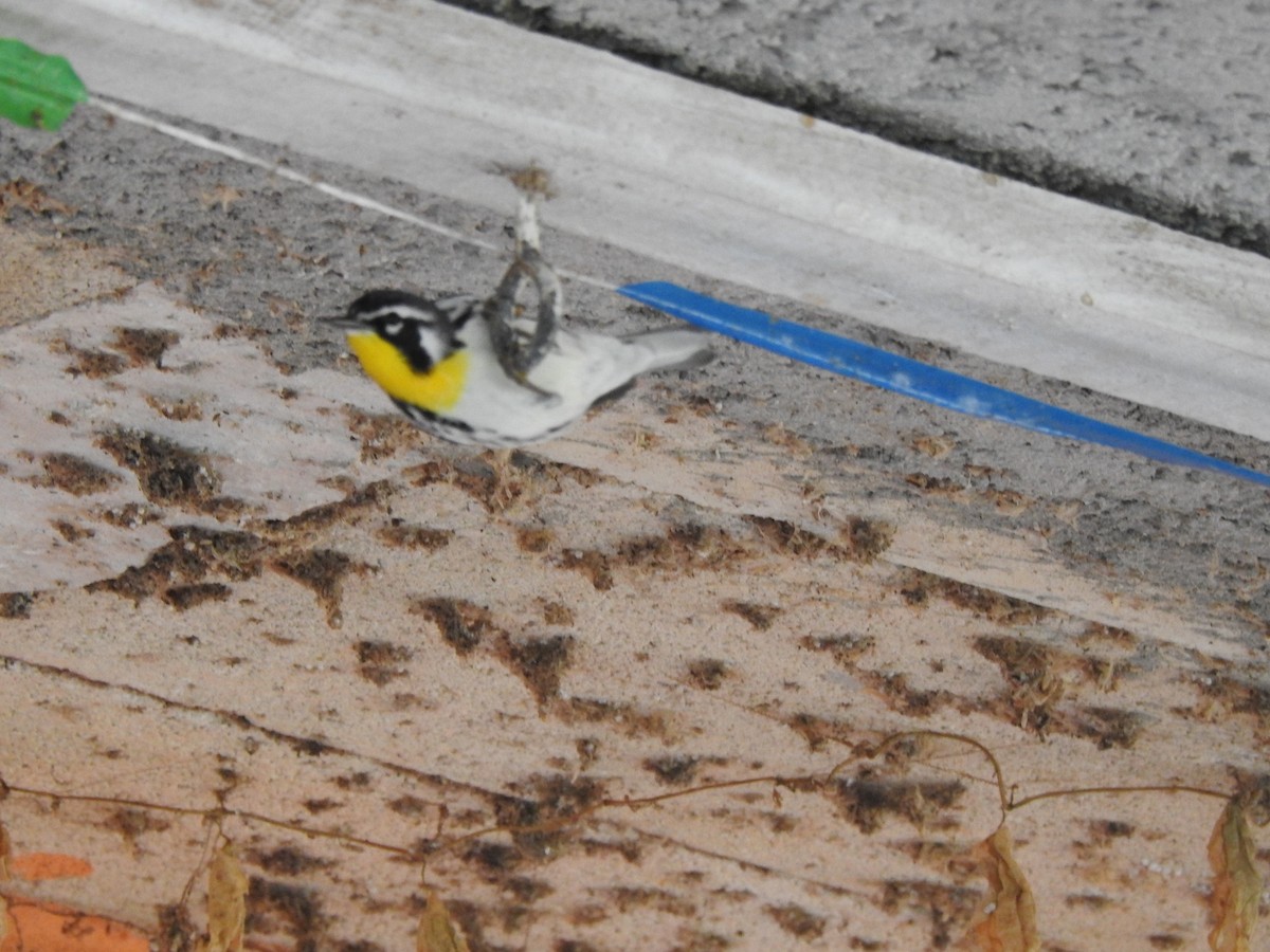 Yellow-throated Warbler - ML618004161