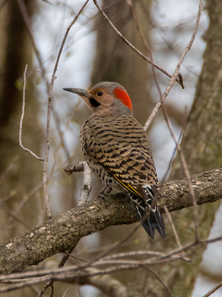 Northern Flicker (Yellow-shafted) - ML618004184