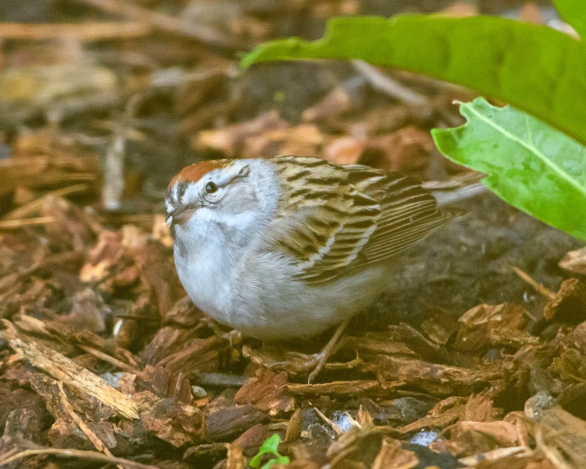 Chipping Sparrow - ML618004191
