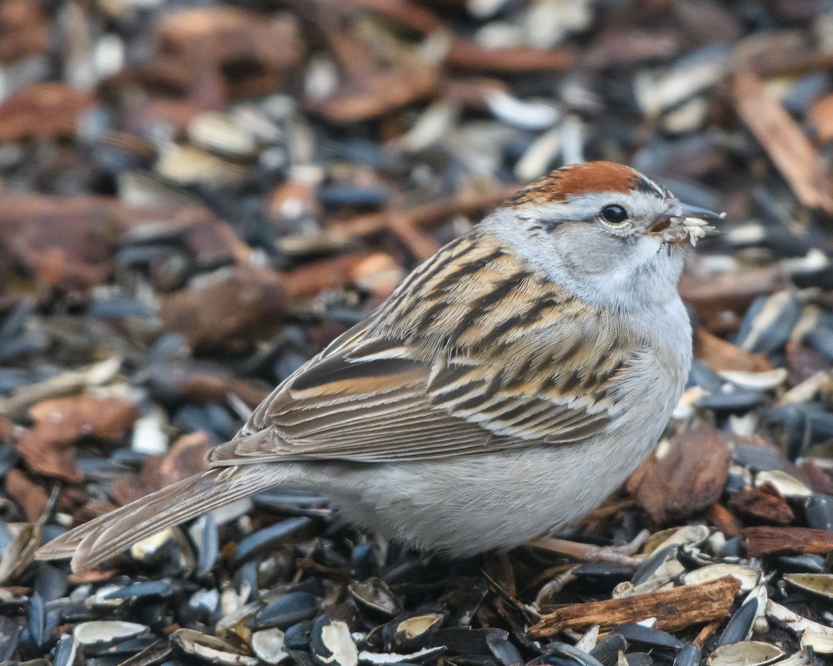 Chipping Sparrow - ML618004193