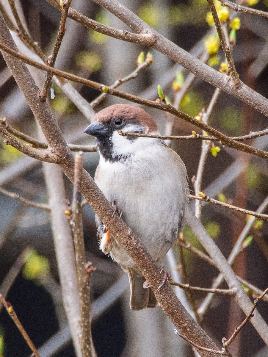Eurasian Tree Sparrow - ML618004201