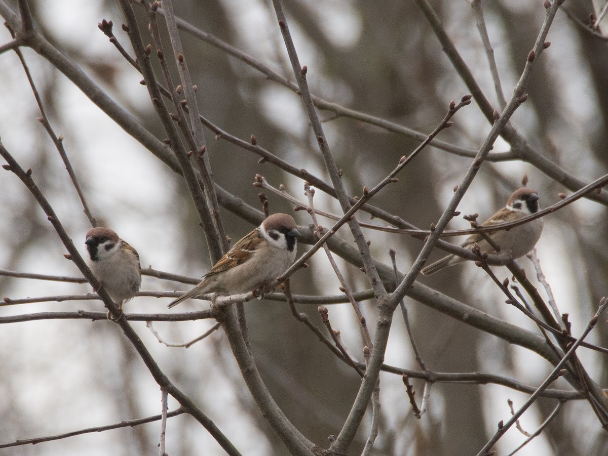 Eurasian Tree Sparrow - ML618004202