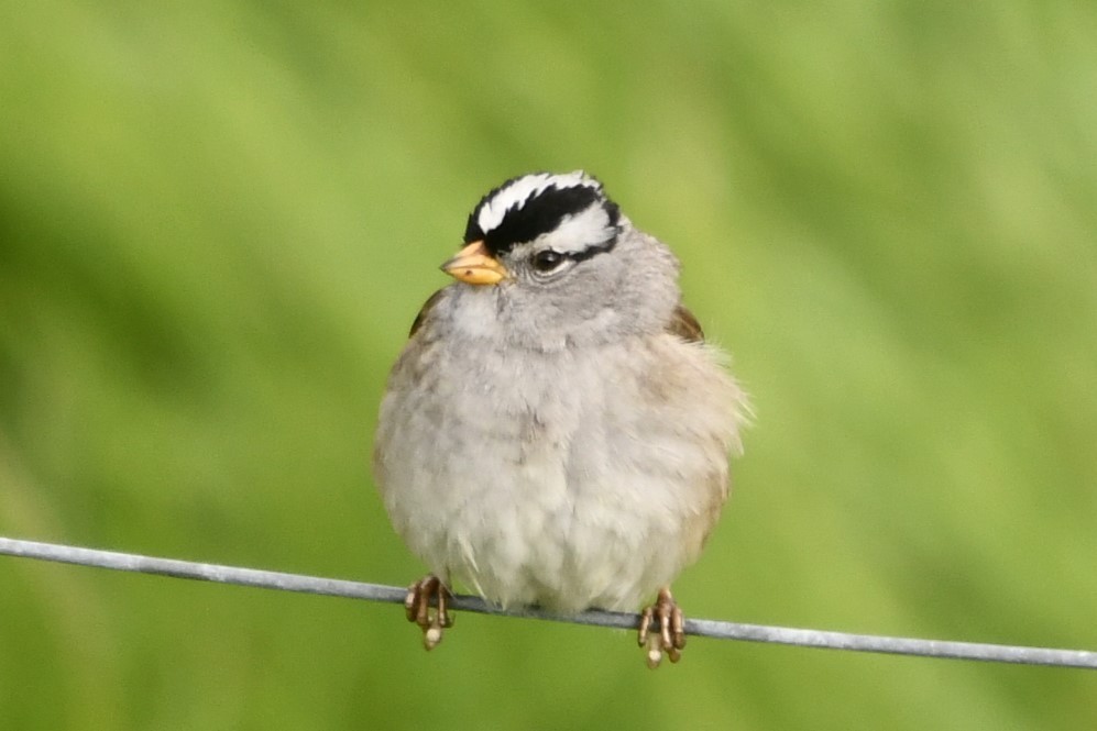 White-crowned Sparrow - ML618004206