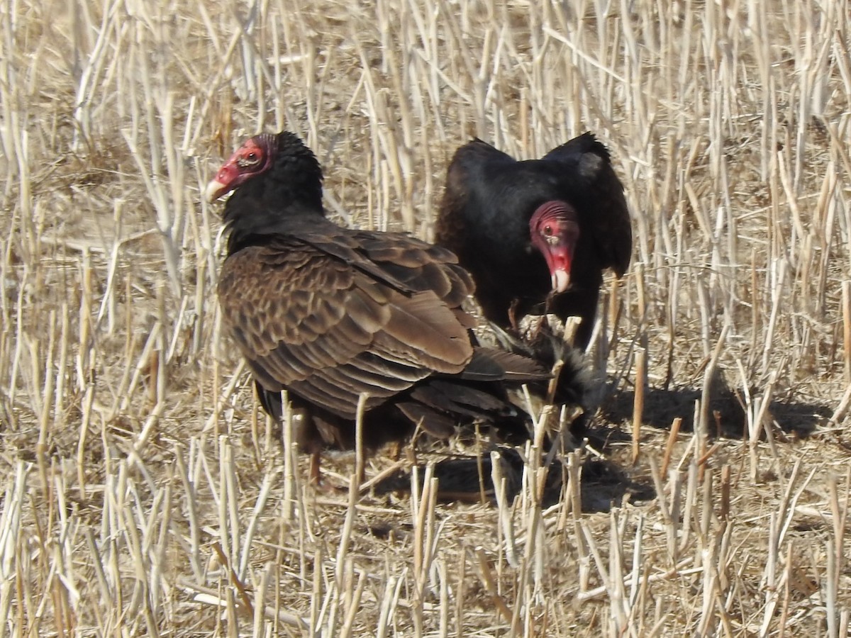 Turkey Vulture - C Z
