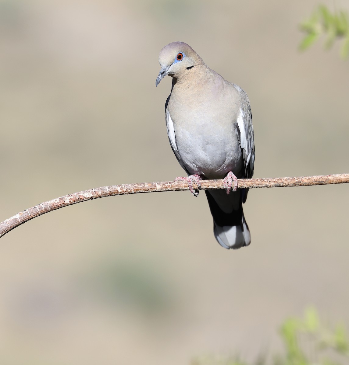 White-winged Dove - Andy Gee