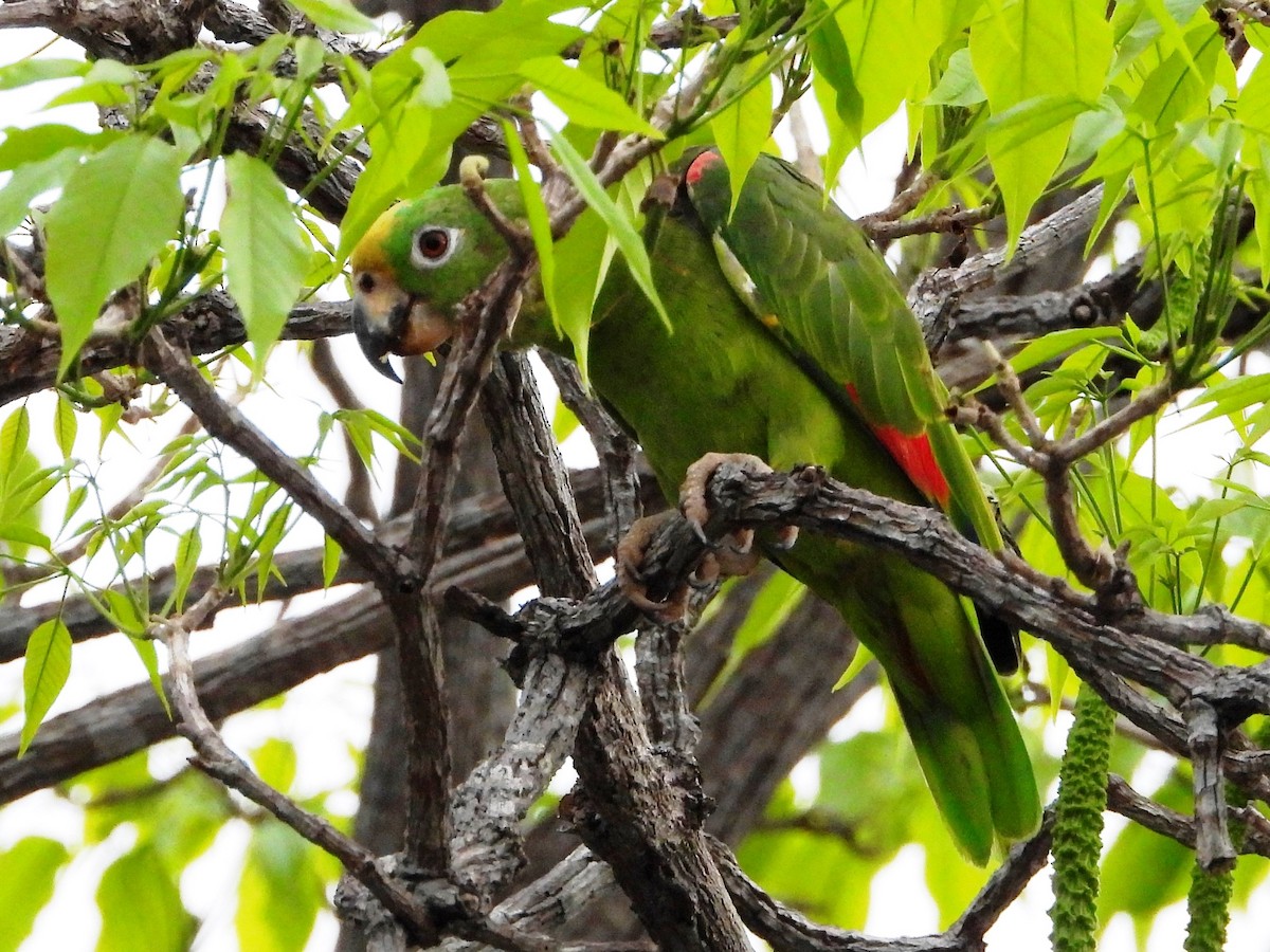 Yellow-crowned Parrot - Mary Leigh
