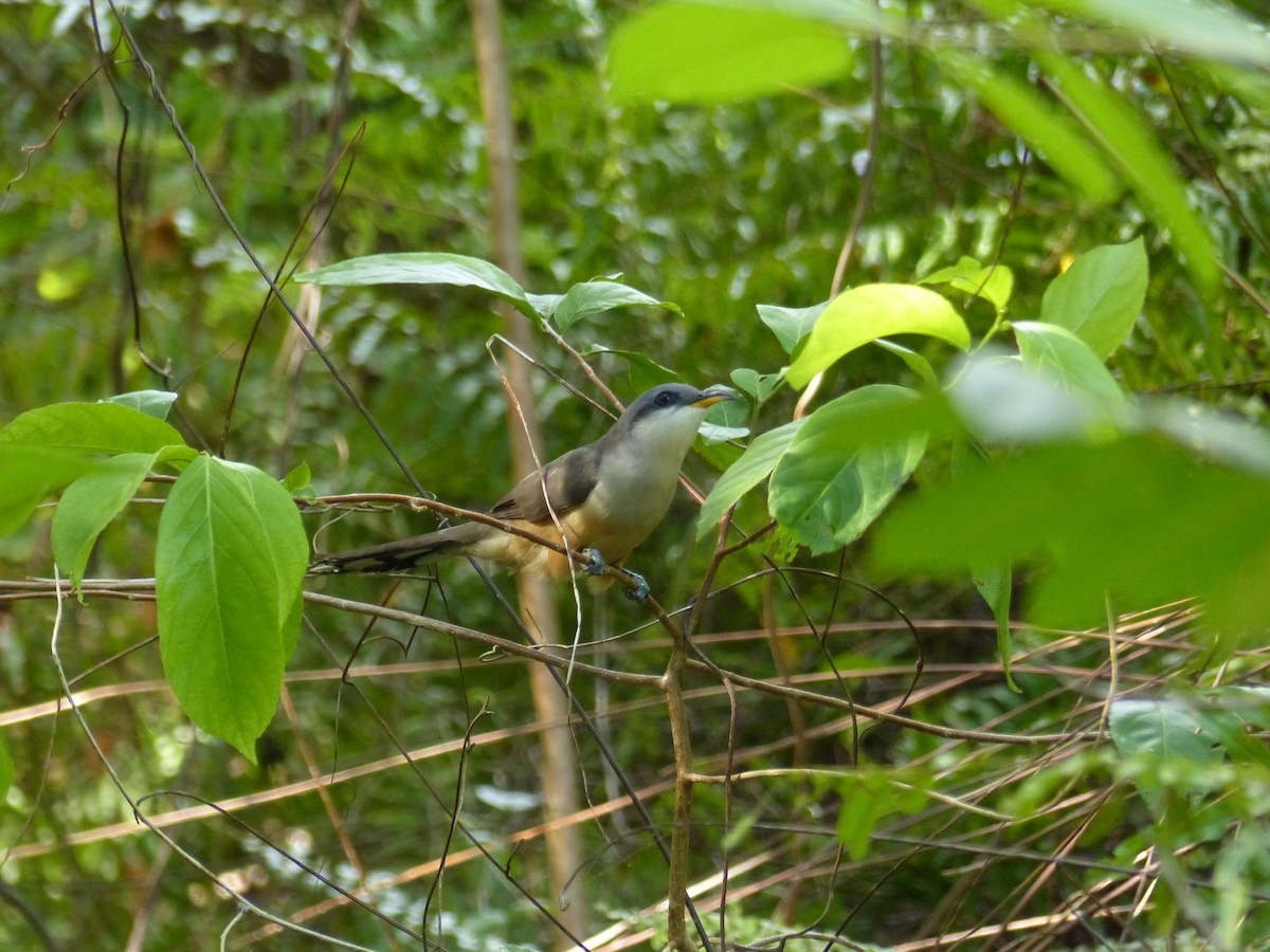 kukačka mangrovová - ML618004388