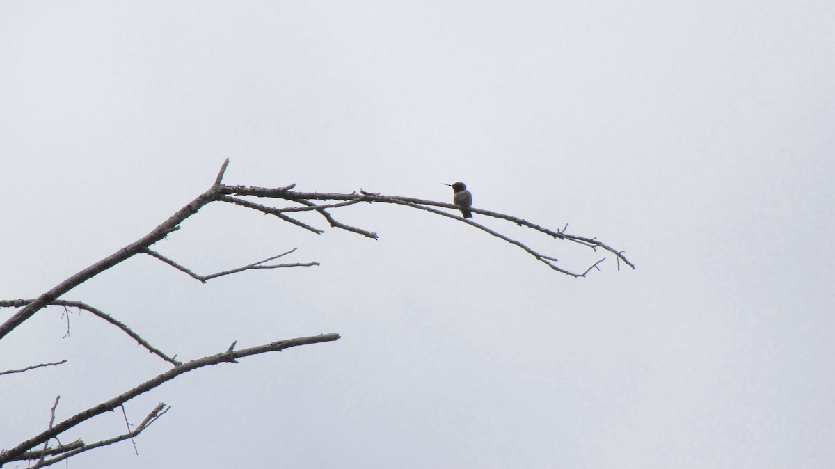 Black-chinned Hummingbird - ML618004394