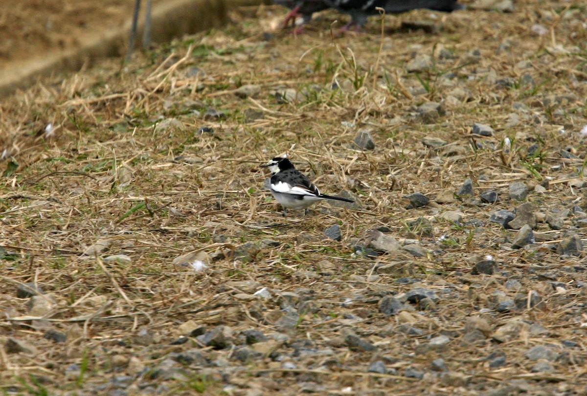 White Wagtail (Black-backed) - William Clark