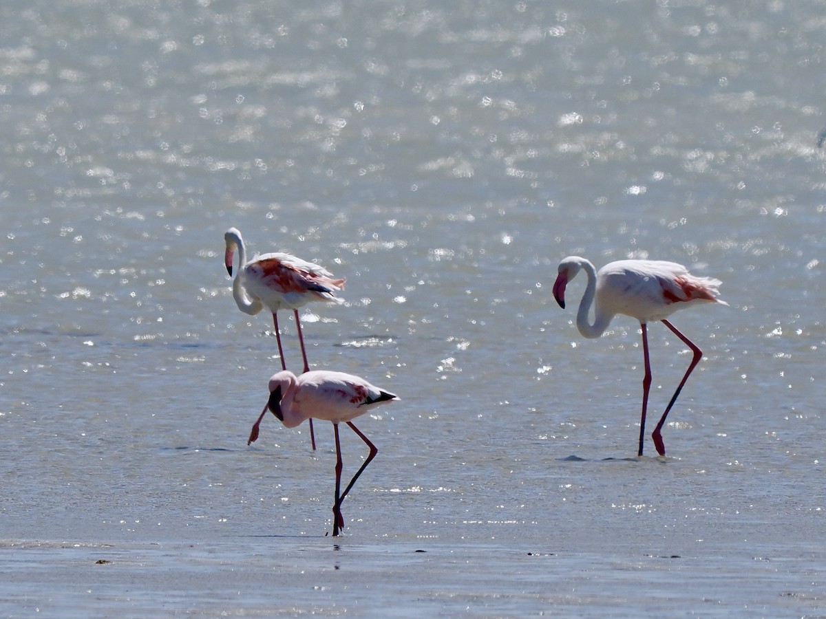 Greater Flamingo - Gabriel Willow