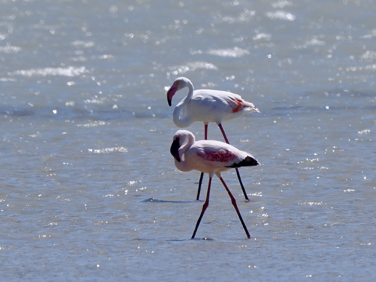 Lesser Flamingo - ML618004423