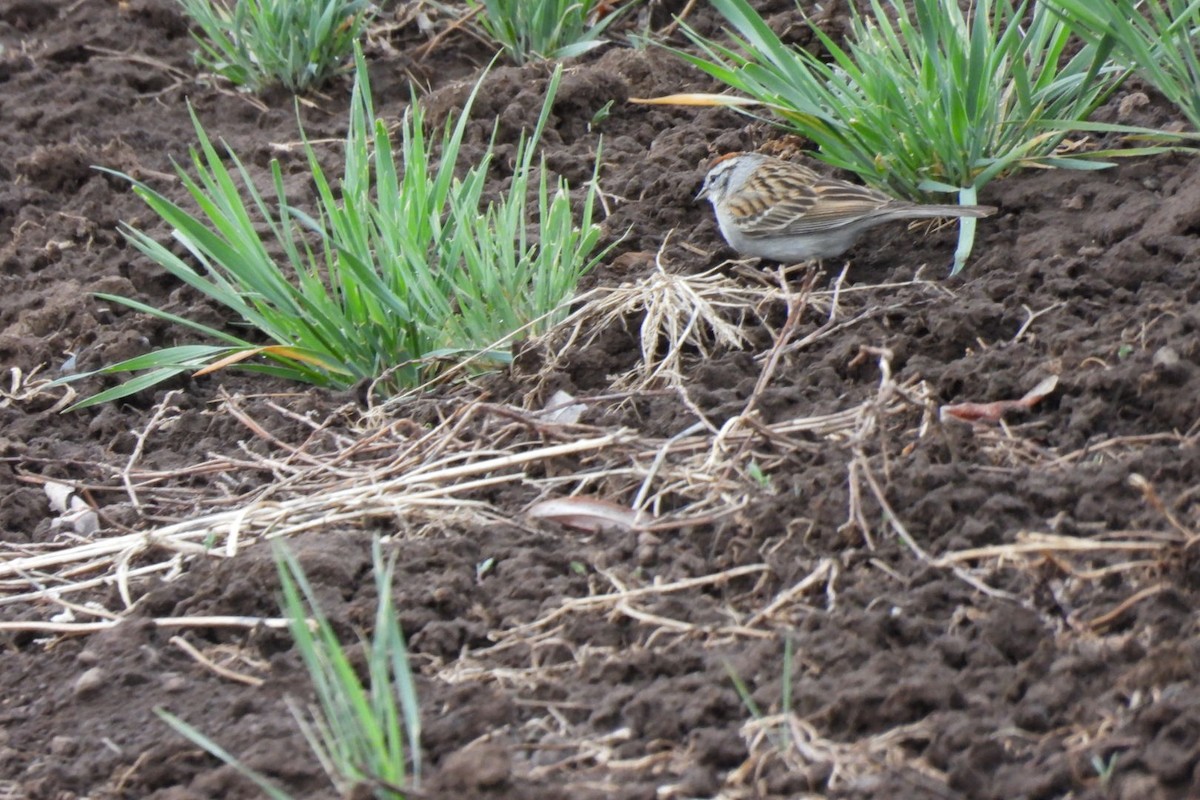 Chipping Sparrow - ML618004437